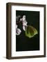 Gonepteryx Cleopatra (Cleopatra Butterfly)-Paul Starosta-Framed Photographic Print