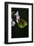 Gonepteryx Cleopatra (Cleopatra Butterfly)-Paul Starosta-Framed Photographic Print