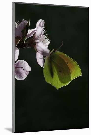 Gonepteryx Cleopatra (Cleopatra Butterfly)-Paul Starosta-Mounted Photographic Print