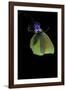 Gonepteryx Cleopatra (Cleopatra Butterfly)-Paul Starosta-Framed Photographic Print