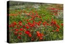 Stretched Canvas
