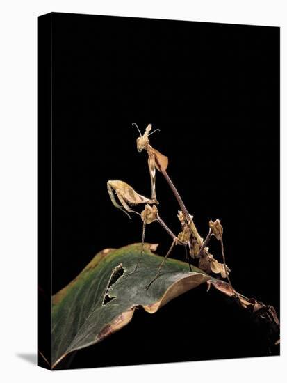 Gongylus Gongylodes (Wandering Violin Mantis)-Paul Starosta-Stretched Canvas