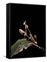 Gongylus Gongylodes (Wandering Violin Mantis)-Paul Starosta-Framed Stretched Canvas
