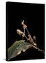 Gongylus Gongylodes (Wandering Violin Mantis)-Paul Starosta-Stretched Canvas