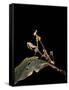 Gongylus Gongylodes (Wandering Violin Mantis)-Paul Starosta-Framed Stretched Canvas