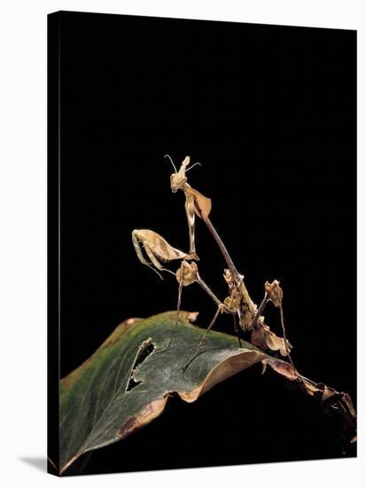 Gongylus Gongylodes (Wandering Violin Mantis)-Paul Starosta-Stretched Canvas