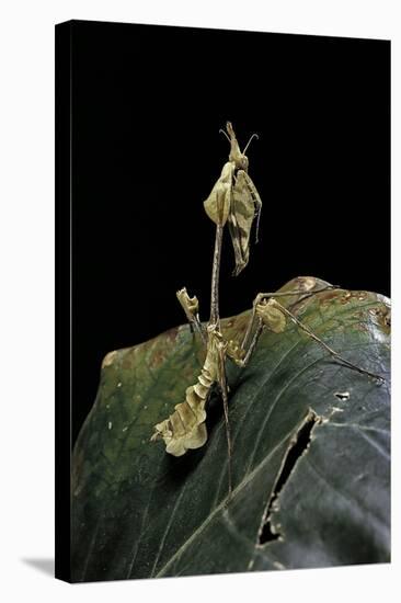 Gongylus Gongylodes (Wandering Violin Mantis)-Paul Starosta-Stretched Canvas