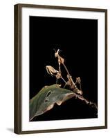 Gongylus Gongylodes (Wandering Violin Mantis)-Paul Starosta-Framed Photographic Print