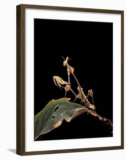 Gongylus Gongylodes (Wandering Violin Mantis)-Paul Starosta-Framed Photographic Print