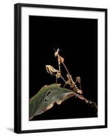 Gongylus Gongylodes (Wandering Violin Mantis)-Paul Starosta-Framed Photographic Print