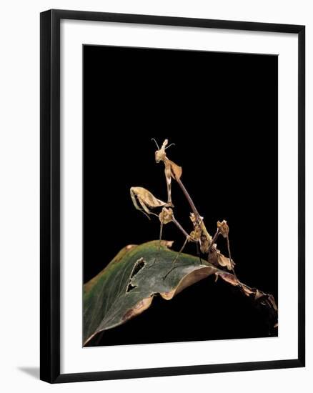 Gongylus Gongylodes (Wandering Violin Mantis)-Paul Starosta-Framed Photographic Print