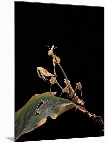 Gongylus Gongylodes (Wandering Violin Mantis)-Paul Starosta-Mounted Photographic Print
