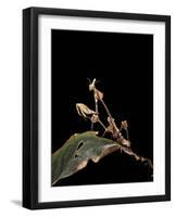 Gongylus Gongylodes (Wandering Violin Mantis)-Paul Starosta-Framed Photographic Print