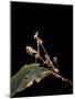 Gongylus Gongylodes (Wandering Violin Mantis)-Paul Starosta-Mounted Photographic Print