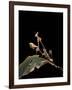 Gongylus Gongylodes (Wandering Violin Mantis)-Paul Starosta-Framed Photographic Print