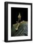 Gongylus Gongylodes (Wandering Violin Mantis)-Paul Starosta-Framed Photographic Print