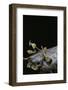 Gongylus Gongylodes (Wandering Violin Mantis)-Paul Starosta-Framed Photographic Print