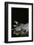 Gongylus Gongylodes (Wandering Violin Mantis)-Paul Starosta-Framed Photographic Print