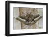 Gonimbrasia Moth on Tree Trunk-Darrell Gulin-Framed Photographic Print