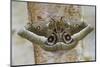 Gonimbrasia Moth on Tree Trunk-Darrell Gulin-Mounted Photographic Print