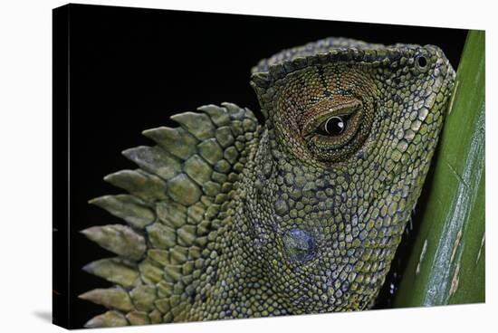 Gonocephalus Chamaeleontinus (Hump-Beaded Dragon)-Paul Starosta-Stretched Canvas