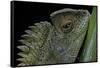 Gonocephalus Chamaeleontinus (Hump-Beaded Dragon)-Paul Starosta-Framed Stretched Canvas