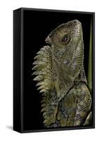 Gonocephalus Chamaeleontinus (Hump-Beaded Dragon)-Paul Starosta-Framed Stretched Canvas