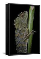 Gonocephalus Chamaeleontinus (Hump-Beaded Dragon)-Paul Starosta-Framed Stretched Canvas