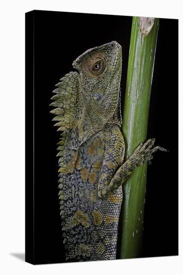 Gonocephalus Chamaeleontinus (Hump-Beaded Dragon)-Paul Starosta-Stretched Canvas