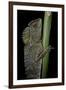 Gonocephalus Chamaeleontinus (Hump-Beaded Dragon)-Paul Starosta-Framed Premium Photographic Print