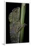 Gonocephalus Chamaeleontinus (Hump-Beaded Dragon)-Paul Starosta-Framed Premium Photographic Print