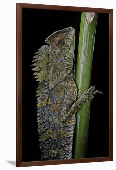 Gonocephalus Chamaeleontinus (Hump-Beaded Dragon)-Paul Starosta-Framed Premium Photographic Print