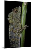 Gonocephalus Chamaeleontinus (Hump-Beaded Dragon)-Paul Starosta-Mounted Premium Photographic Print