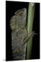 Gonocephalus Chamaeleontinus (Hump-Beaded Dragon)-Paul Starosta-Mounted Premium Photographic Print