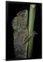 Gonocephalus Chamaeleontinus (Hump-Beaded Dragon)-Paul Starosta-Framed Premium Photographic Print