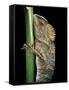 Gonocephalus Chamaeleontinus (Hump-Beaded Dragon)-Paul Starosta-Framed Stretched Canvas