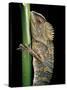 Gonocephalus Chamaeleontinus (Hump-Beaded Dragon)-Paul Starosta-Stretched Canvas