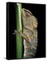 Gonocephalus Chamaeleontinus (Hump-Beaded Dragon)-Paul Starosta-Framed Stretched Canvas