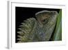 Gonocephalus Chamaeleontinus (Hump-Beaded Dragon)-Paul Starosta-Framed Photographic Print