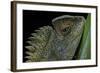 Gonocephalus Chamaeleontinus (Hump-Beaded Dragon)-Paul Starosta-Framed Photographic Print