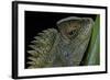 Gonocephalus Chamaeleontinus (Hump-Beaded Dragon)-Paul Starosta-Framed Photographic Print