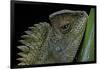 Gonocephalus Chamaeleontinus (Hump-Beaded Dragon)-Paul Starosta-Framed Photographic Print