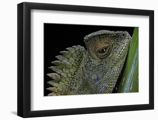 Gonocephalus Chamaeleontinus (Hump-Beaded Dragon)-Paul Starosta-Framed Photographic Print