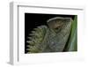 Gonocephalus Chamaeleontinus (Hump-Beaded Dragon)-Paul Starosta-Framed Photographic Print