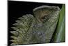 Gonocephalus Chamaeleontinus (Hump-Beaded Dragon)-Paul Starosta-Mounted Photographic Print