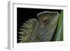 Gonocephalus Chamaeleontinus (Hump-Beaded Dragon)-Paul Starosta-Framed Photographic Print