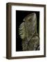 Gonocephalus Chamaeleontinus (Hump-Beaded Dragon)-Paul Starosta-Framed Photographic Print