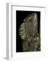 Gonocephalus Chamaeleontinus (Hump-Beaded Dragon)-Paul Starosta-Framed Photographic Print