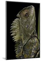 Gonocephalus Chamaeleontinus (Hump-Beaded Dragon)-Paul Starosta-Mounted Photographic Print