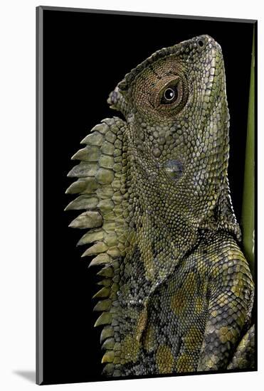 Gonocephalus Chamaeleontinus (Hump-Beaded Dragon)-Paul Starosta-Mounted Photographic Print